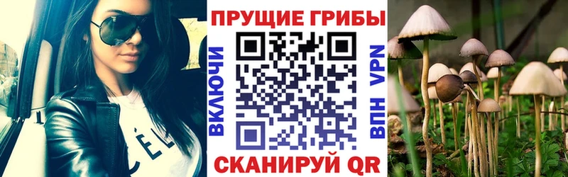 как найти наркотики  hydra зеркало  Галлюциногенные грибы мицелий  Щёкино 